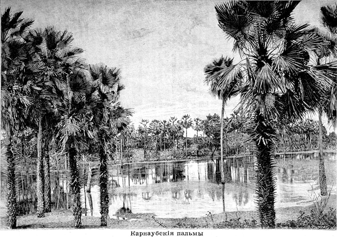 297 Карнаубские пальмы